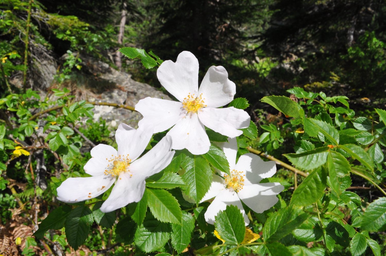 White wild roses in a mountain landscape