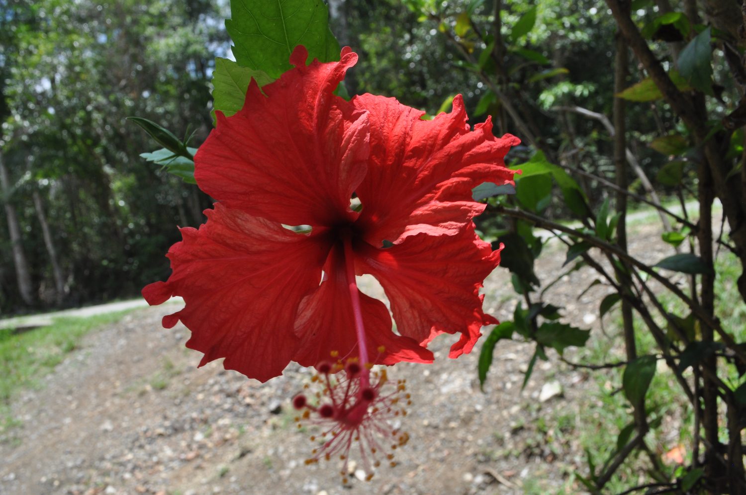 A red hibiscus flower in bloom, Cuba